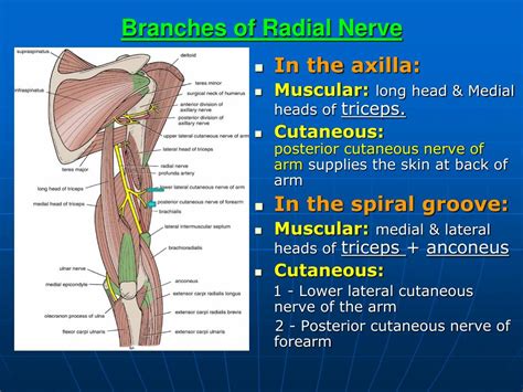 Ppt Brachial Plexus Radial Nerve Powerpoint Presentation Free Sexiz Pix