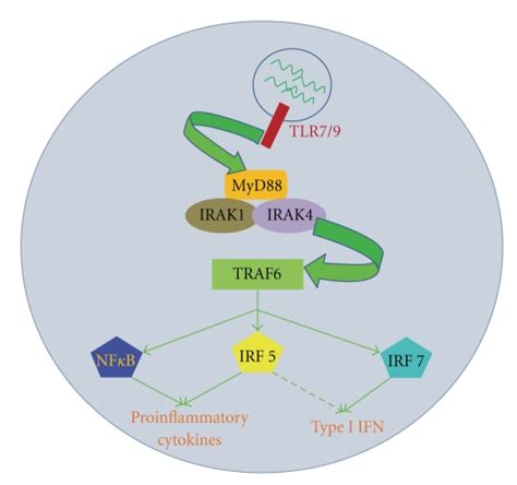 Tlr79 Signaling Pathway Leading To The Production Of Proinflammatory