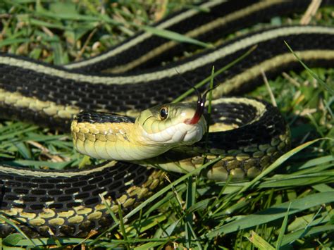 Garter Snake In Kenora Ontario Canada Garter Snake Kenora Chippy