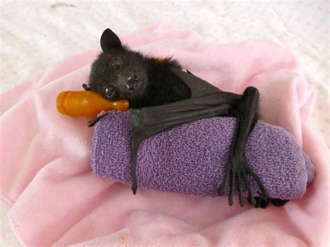 Eek Week Why Bats Are Friends Popular Science Cute Creatures