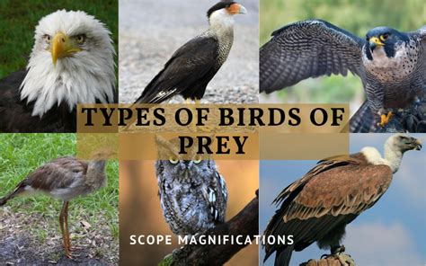 Types Of Birds Of Prey List Identification Diet And Lifespan