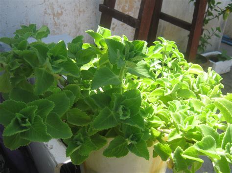 It helps in reducing nasal congestion and sore throats. My likings: My garden on my effort