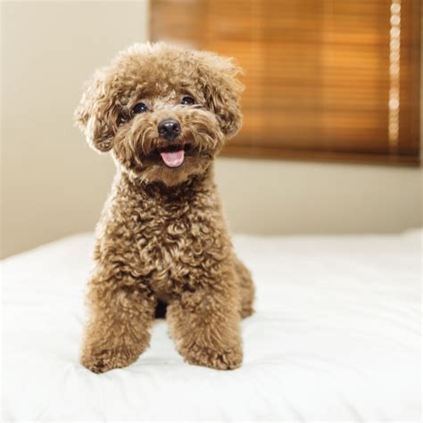 Toy Poodle Puppies For Sale Available In Tucson And Phoenix Az