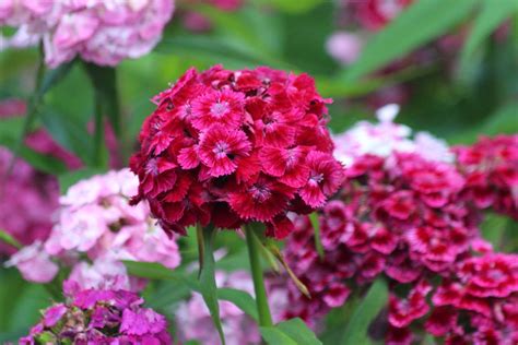 Carnation Planting Sowing And Advice On Caring For It