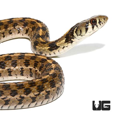 Checkered Garter Snakes Thamnophis Marcianus For Sale Underground