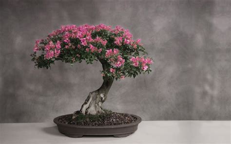 Bonsai Japan Tree Art Hd Wallpapers Stock Photos Desktop