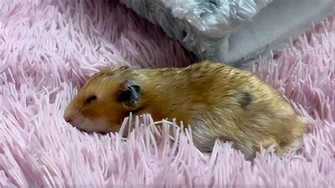 Cute Sleepy Hamster Yawning Youtube