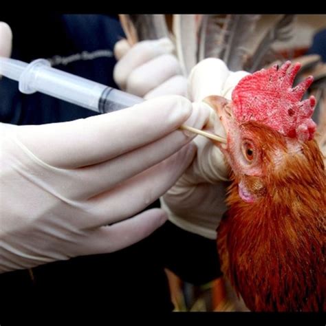 Per la prima volta un uomo ha contratto il virus h10n3. Torna influenza aviaria in Gb - ansa Londra