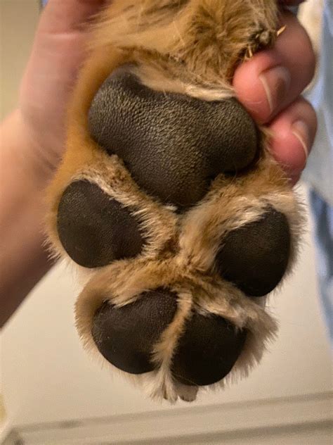 Twitter Pointed Out That Dog Paws Look Like Koalas And Now We Cant