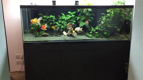Planted Fancy Goldfish Tank Youtube