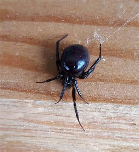 False Black Widow Spider Images