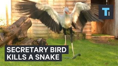 Secretary Bird Kills A Snake Youtube