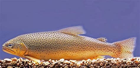 The Apache Trout Is Arizonas Official State Fish