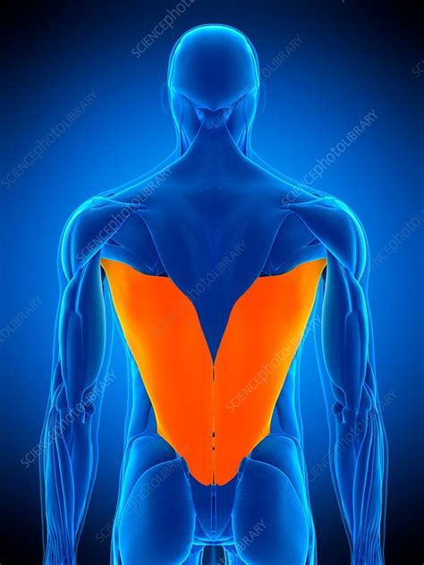 Back Muscles Illustration Stock Image F0169198 Science Photo