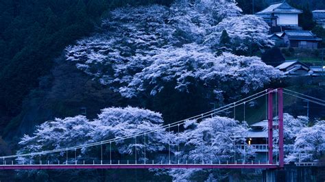 Japan Bridge Sakura Wallpaper Hd Nature 4k Wallpapers Images Imagesee