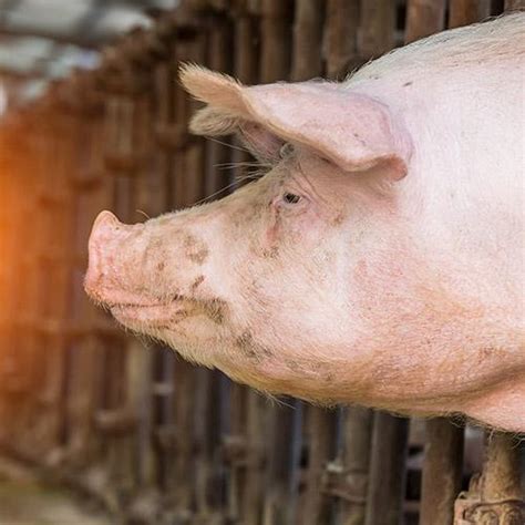 What You Need To Know About Chinas Swine Industry Successful Farming