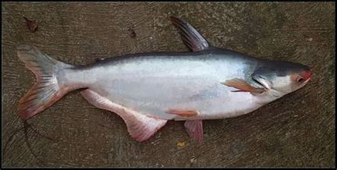 Ikan patin berbadan panjang untuk ukuran ikan tawar lokal, warna putih seperti perak, punggung a. Apa saja Manfaat dan Khasiat Ikan Patin untuk Kesehatan ...