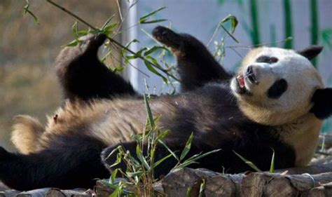 China To Release Fifth Giant Panda