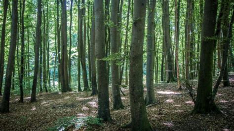 Beech Forests In Central Balkan Park Are Already Part Of Unesco List Of