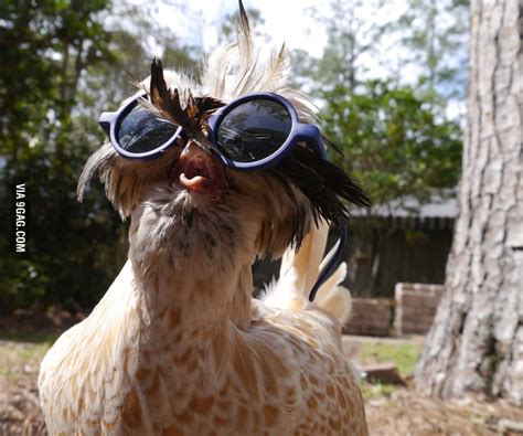 chicken with sunglasses 9gag