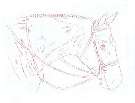 How Do You Draw A Stunning Horse Portrait Horse Portrait Horse