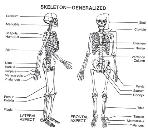 Human Skeletal System Drawing At PaintingValley Explore