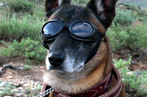 Royalty Free Photo Medium Short Coated Dog Wearing Goggles Pickpik
