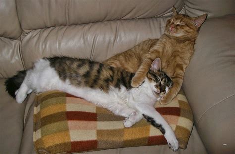 After A Long Day ~ Venus And Di Milo Sleeping ~ Cute Kitty C Flickr