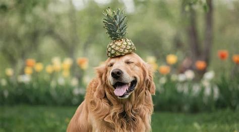 If your dog does not like to eat pineapples, there are also other kinds of vegetables and fruits that are safe to consume. Can Dogs Have Pineapple? Yes They Can, But Follow These ...