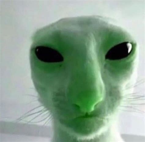 I Love These Little Alien Cats Fufu ♡ Fandom