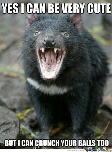 19 Funny Tasmanian Devil Meme Images And Photos Memesboy
