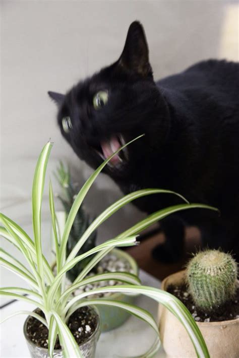 A good tip is to keep all plants away from cats except really safe plants like catnip and wheat grass. Plant Portrait: Spider Plants | Leaf and Paw