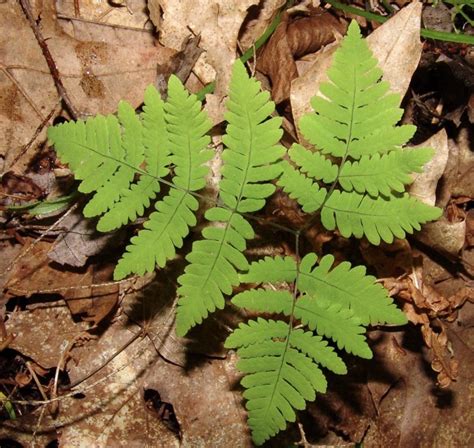 A Guide To Ferns Of The Pacific Northwest IntoCascadia