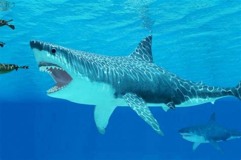 Un Gigante Entre Los Tiburones El Tamaño Real Del Extinto Megalodón