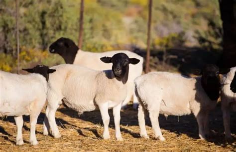 Sheep For Meat 10 Best Sheep Breeds For Meat Savvy Farm Life