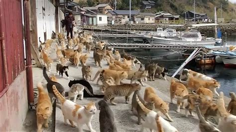 Cat Island Felines Outnumber Humans On Japans Aoshima