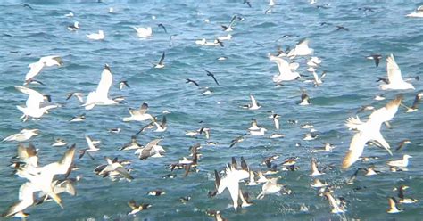 Ceredigion Birds Ynyslas Feeding Frenzy