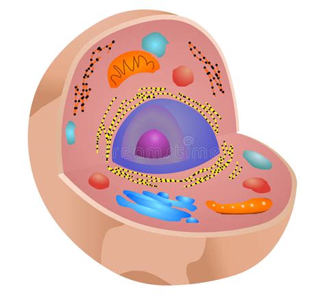 Animal Cell Structure Stock Illustration Illustration Of Medical