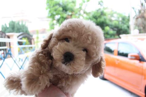 Lovelypuppy Quality Toy Poodle Puppyrm699 Only