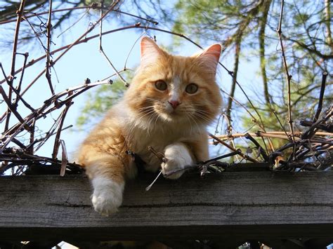 Orange Tabby Cat Lying Brown Wooden Teak Day Time Piqsels