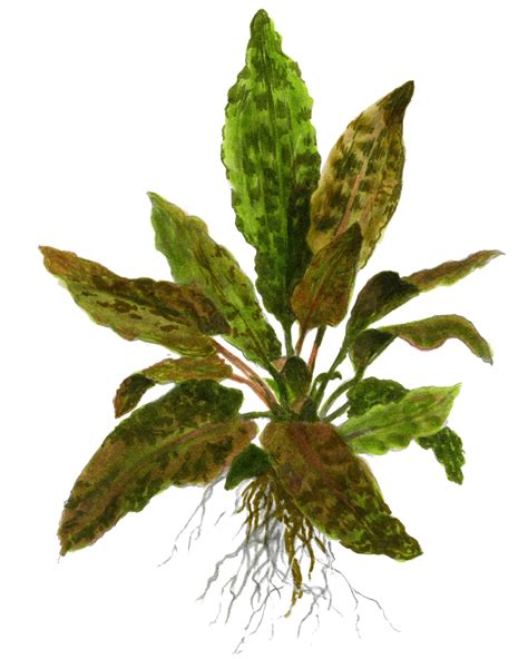 Cryptocoryne wendtii, the wendt's water trumpet, is a species of herb which is a popular aquarium plant which is native to sri lanka. Cryptocoryne wendtii 'Tropica' - Pot - Ings Lane Garden ...