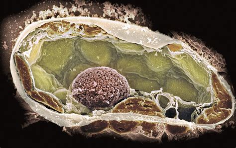 Plant Cell Sem Photograph By Dr David Furness Keele University