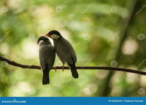 Sweet Couple Of Java Sparrow On A Branch Stock Image Image Of Field