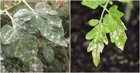 3 Reasons For White Spots On Tomato Leaves And How To Fix Tomato Bible