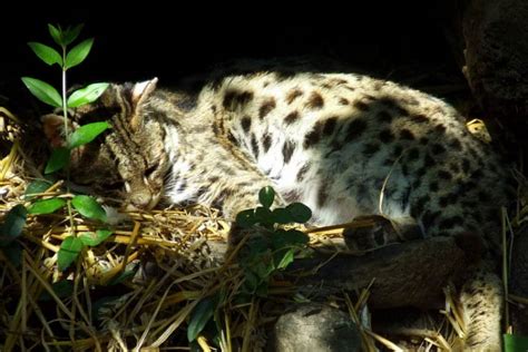 10 Incredibly Rare Wild Cat Species You Didnt Know Exist