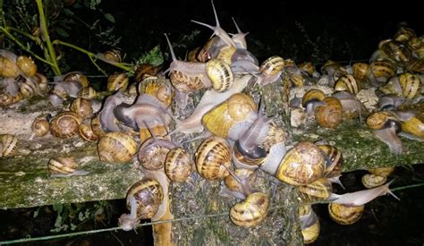 ÉLEVAGE DES ESCARGOTS UN DOMAINE UN PEU NÉGLIGÉ