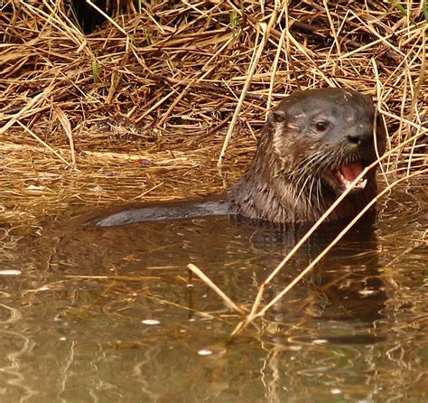 River Otters: Characteristics,types habitats and more