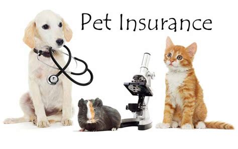 Pet Insurance Cost Everything You Need To Know Best Guide Atbuz