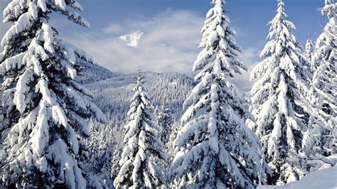 Snowy Trees Wallpapers Wallpaper Cave