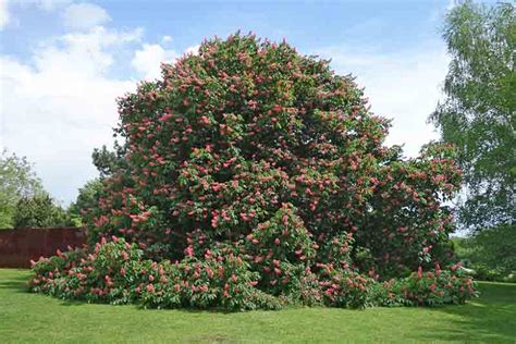 Aesculus X Carnea Briotii Red Horsechestnut Trees To Plant